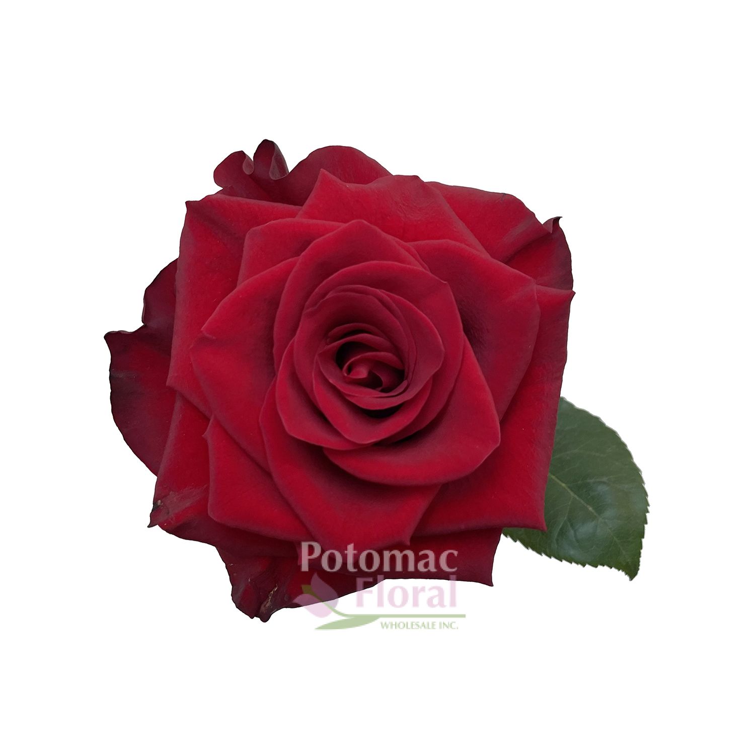 Deguisement Disco Mamma Mia Rose - Happy Fiesta Lyon